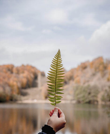 خانه Leaf
